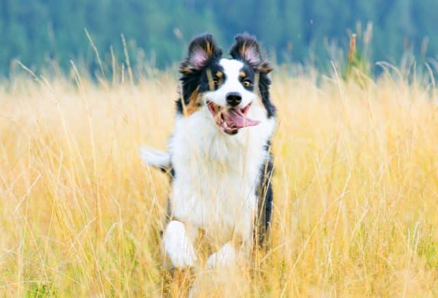 Australian Shepherd dog running through a field smiling