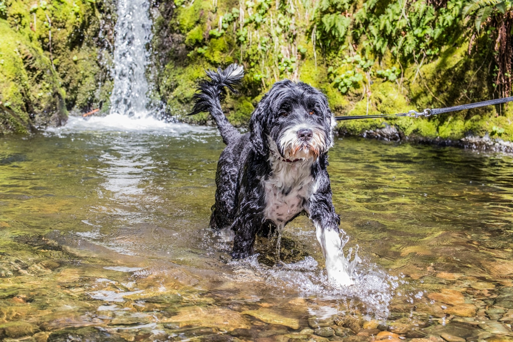 Portugese Water Dog in water