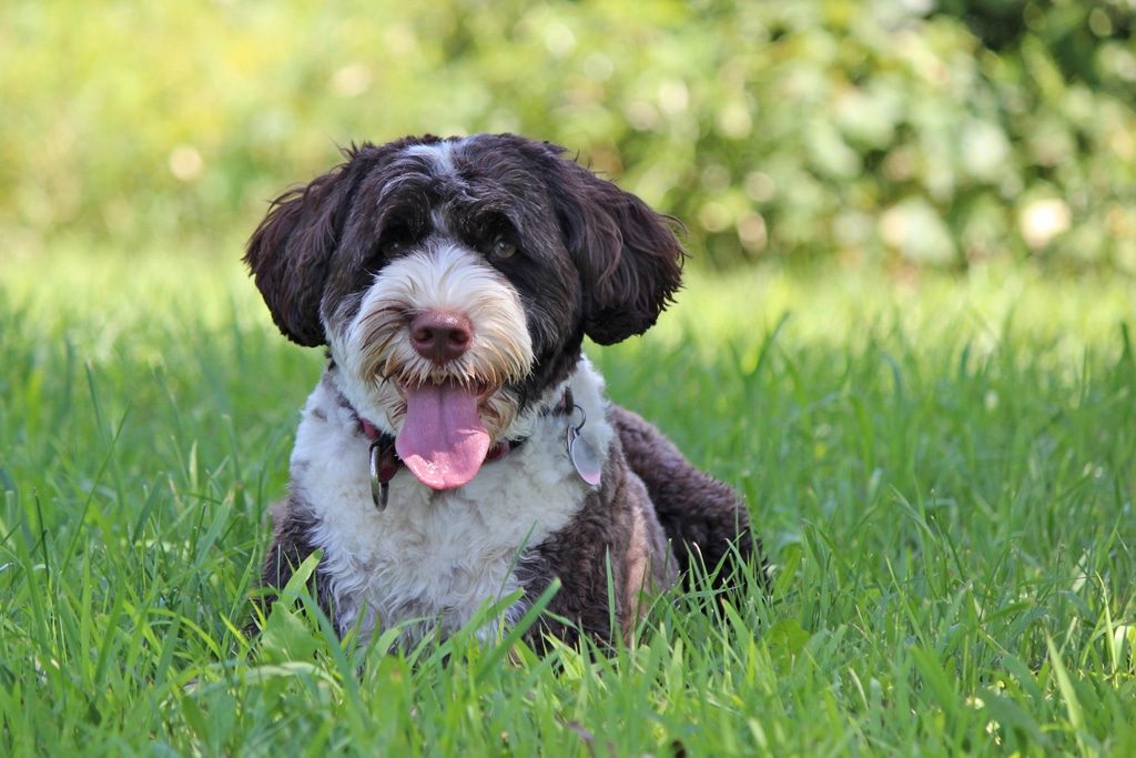 Portugese Water Dog