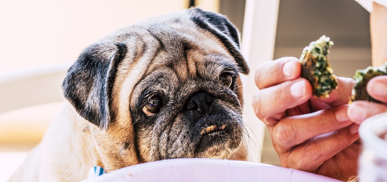 20 People Foods for Dogs That Are Safe Healthy for Dogs to Eat Modern Dog Magazine