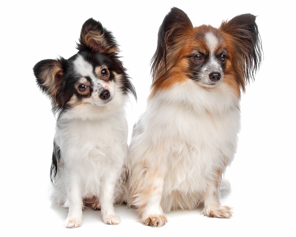 two papillons