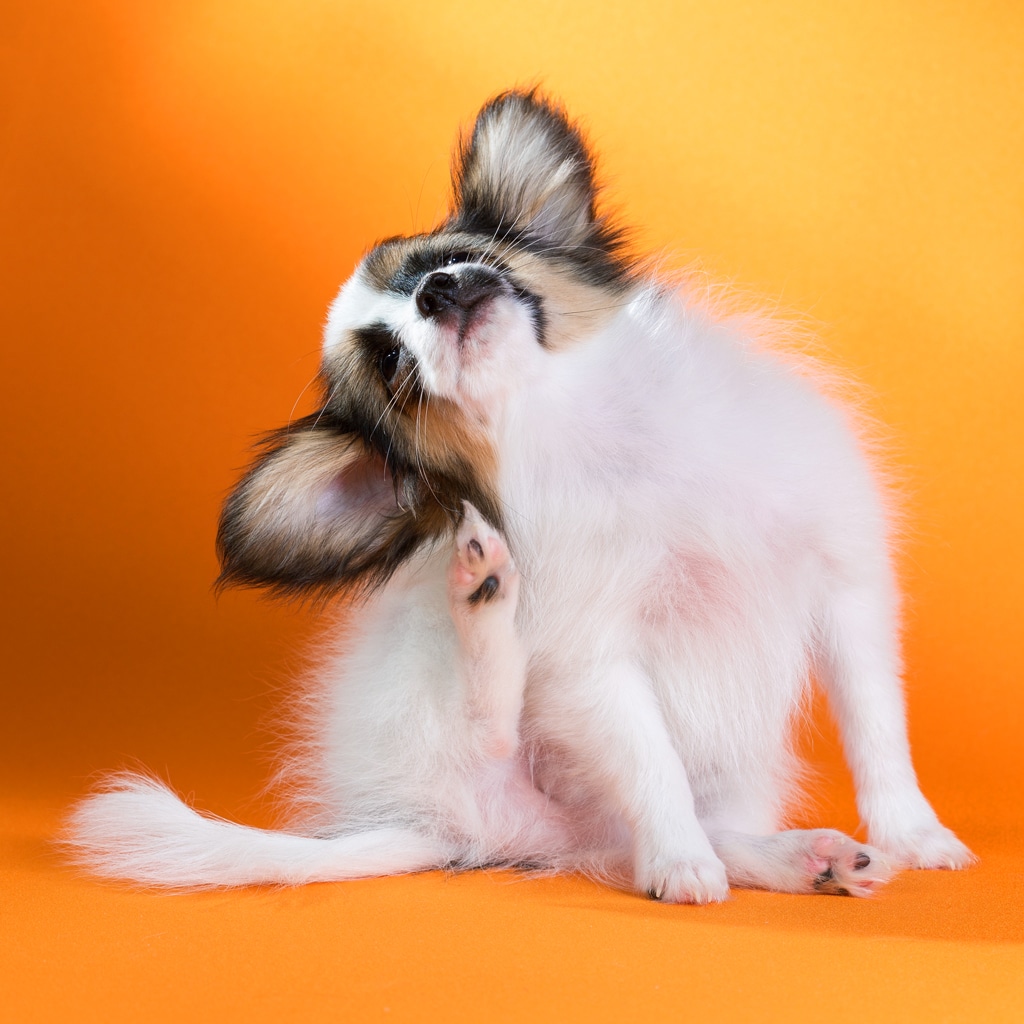 papillon puppy scratching his ear