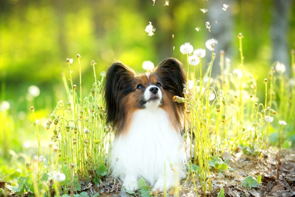 papillon dog