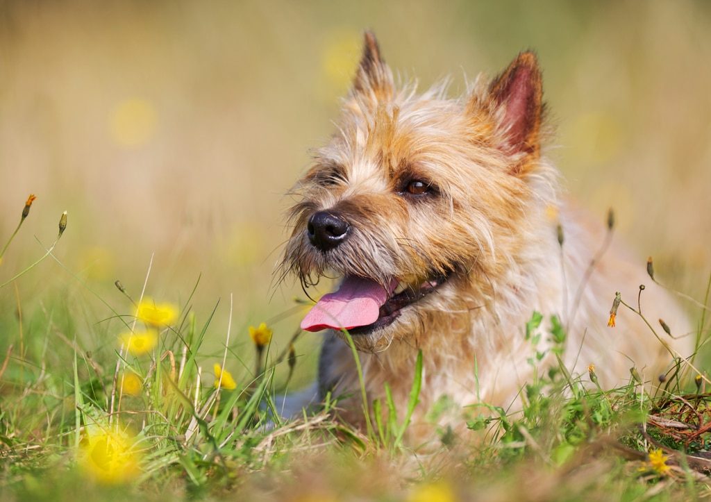 cairn terrier outside