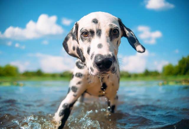 dalmatian running through water on a sunny day