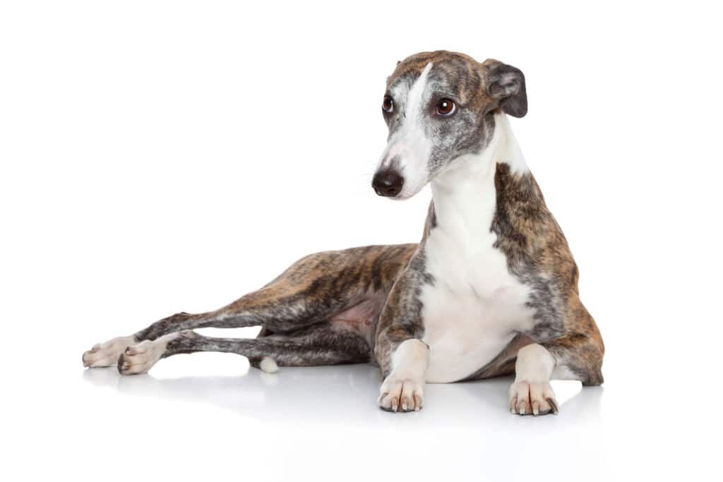 Whippet lying down