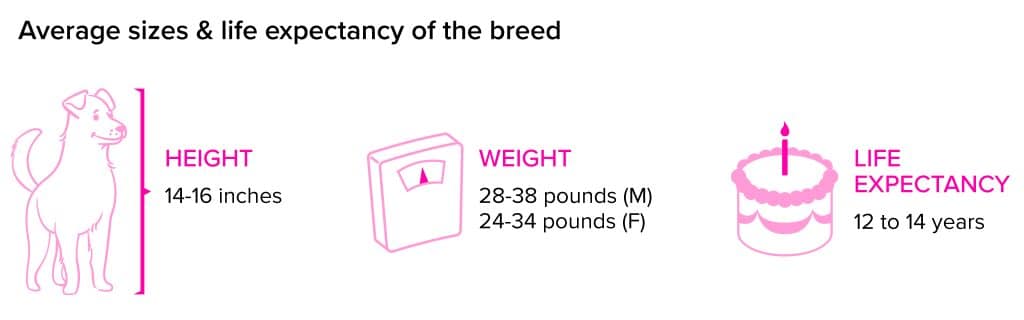 Staffordshire Bull Terrier breed statistics