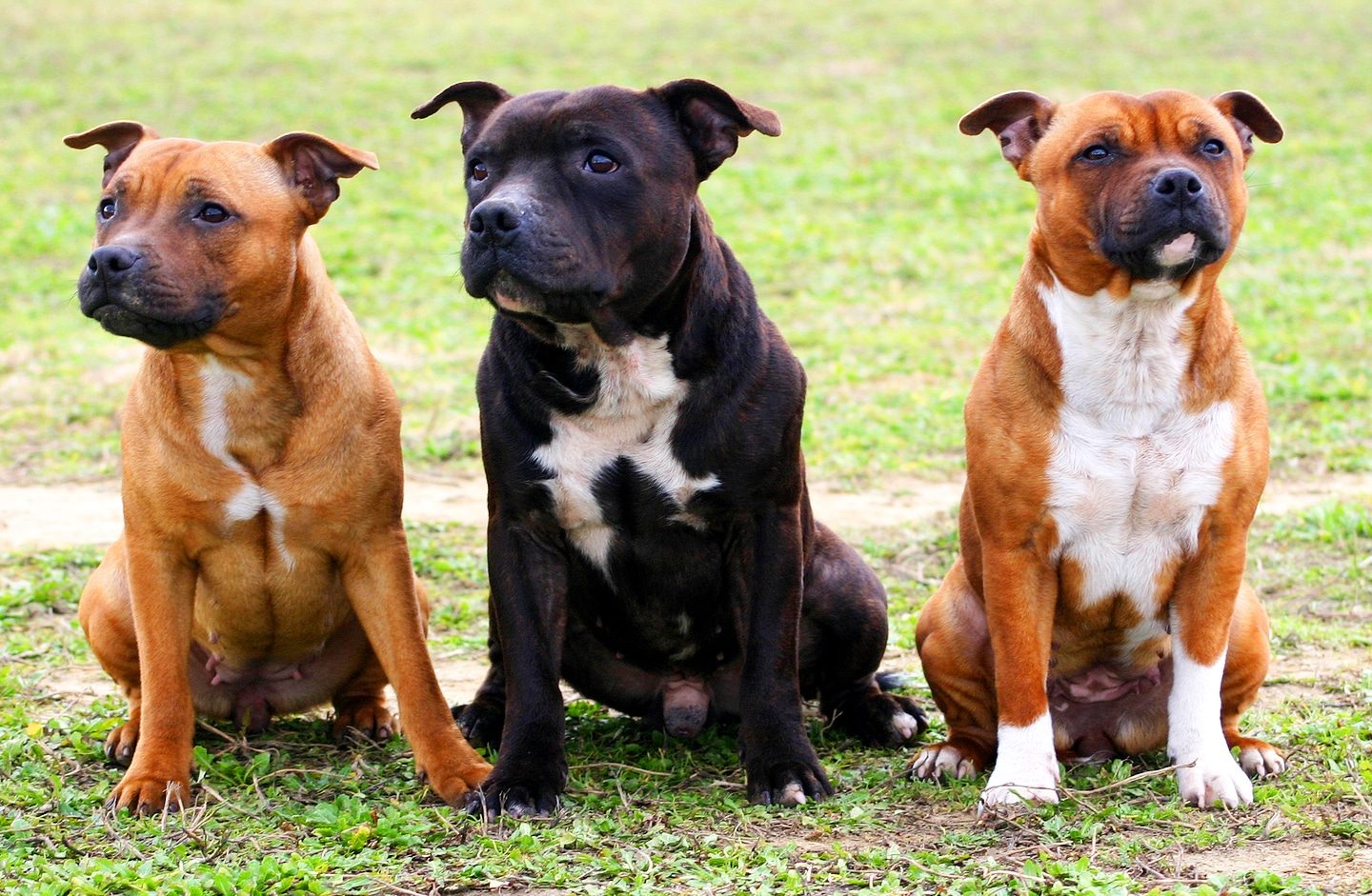 Three staffordshire bull terriers