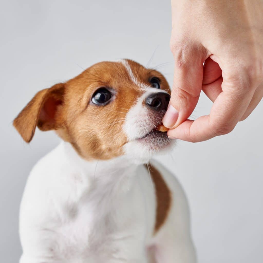 Puppy eating a treat