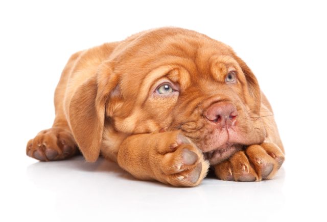 puppy french mastiff dogue de bordeaux