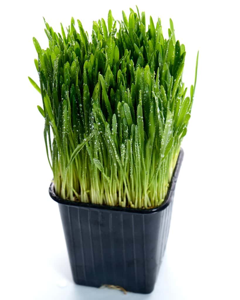 Box of fresh Barley grass, also known as cat grass