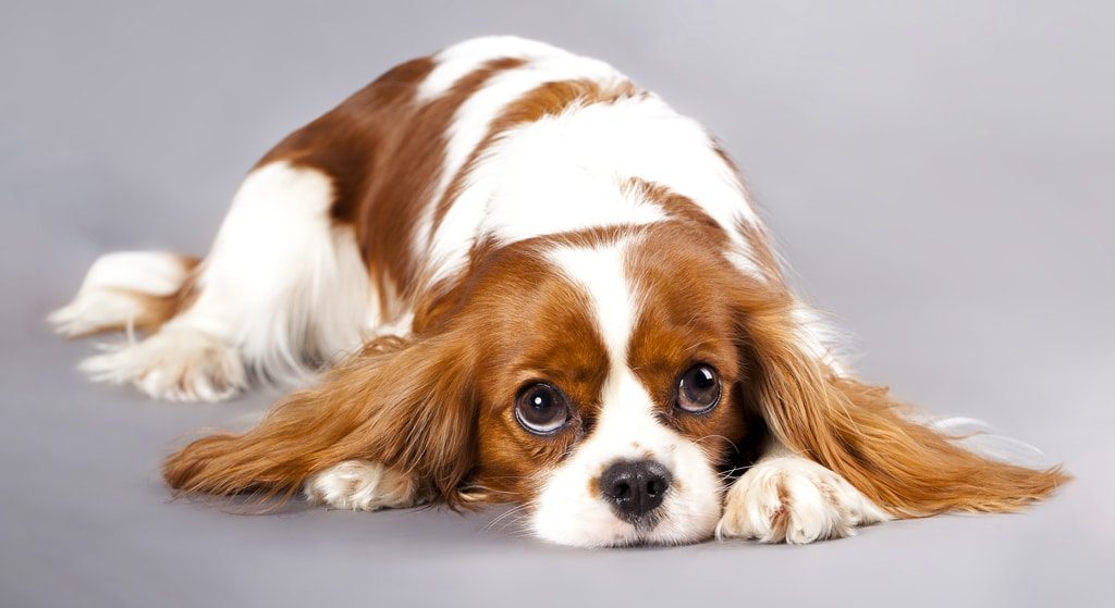 Cavalier king charles spaniel