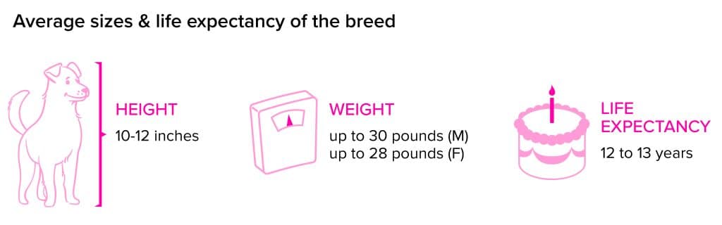 Pembroke-Welsh-Corgi breed statistics