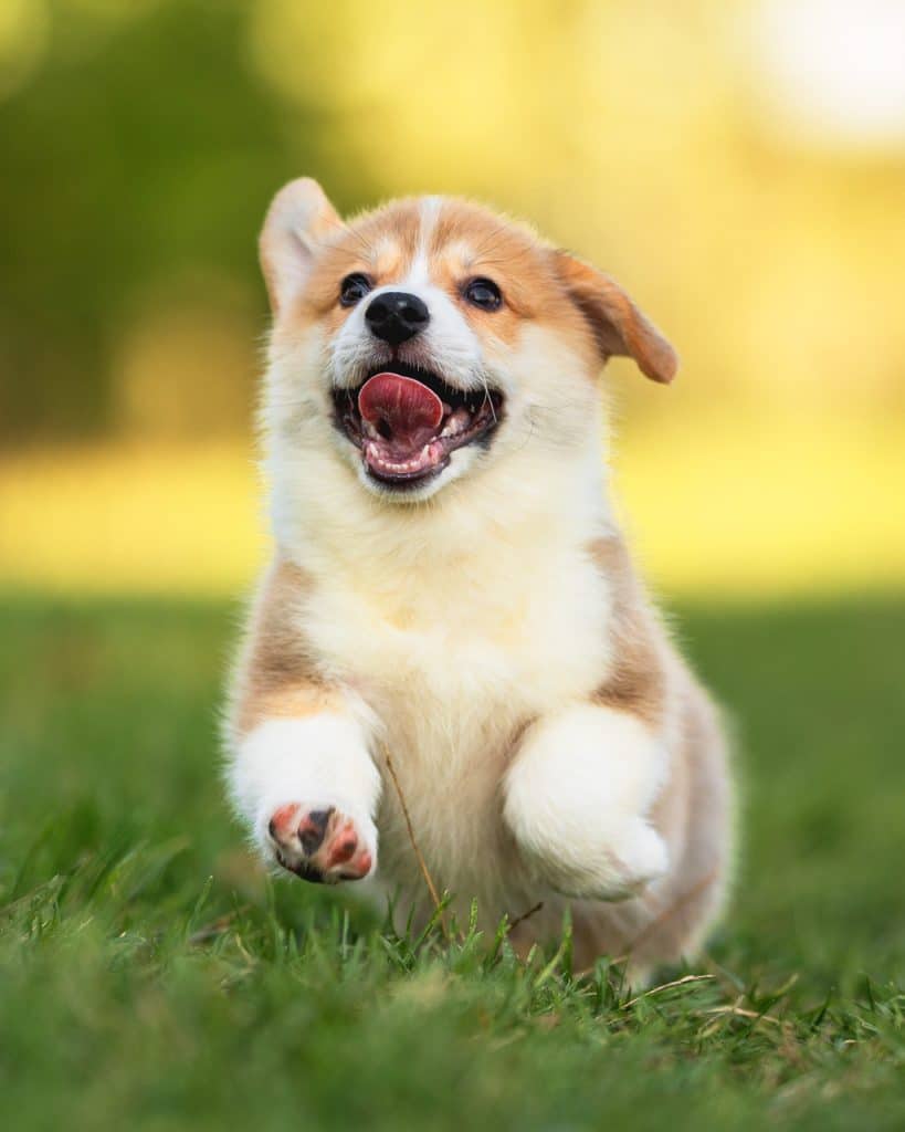 Pembroke welsh corgi puppy running outdoors