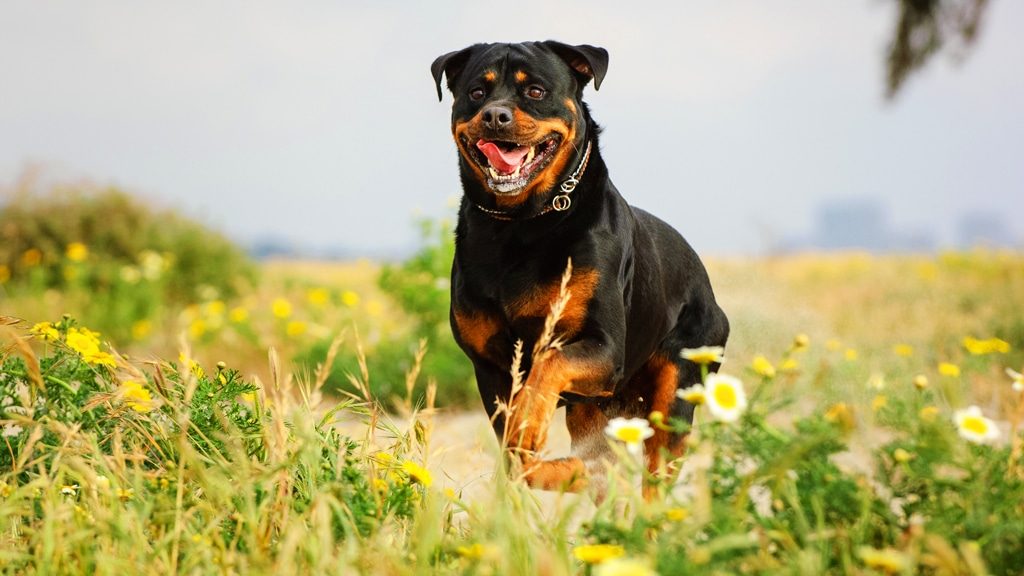 Rottweiler running through field of flowers