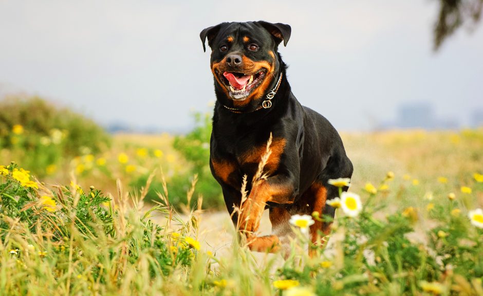 Rottweiler running through field of flowers