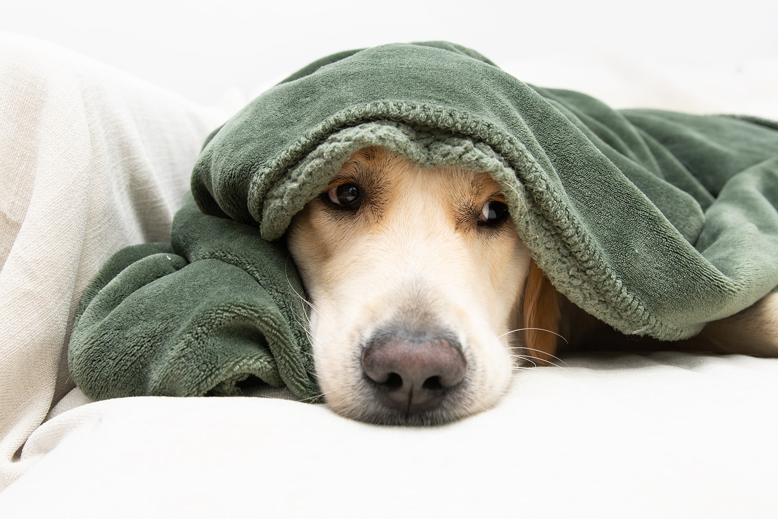 Using a bark outlet collar for separation anxiety