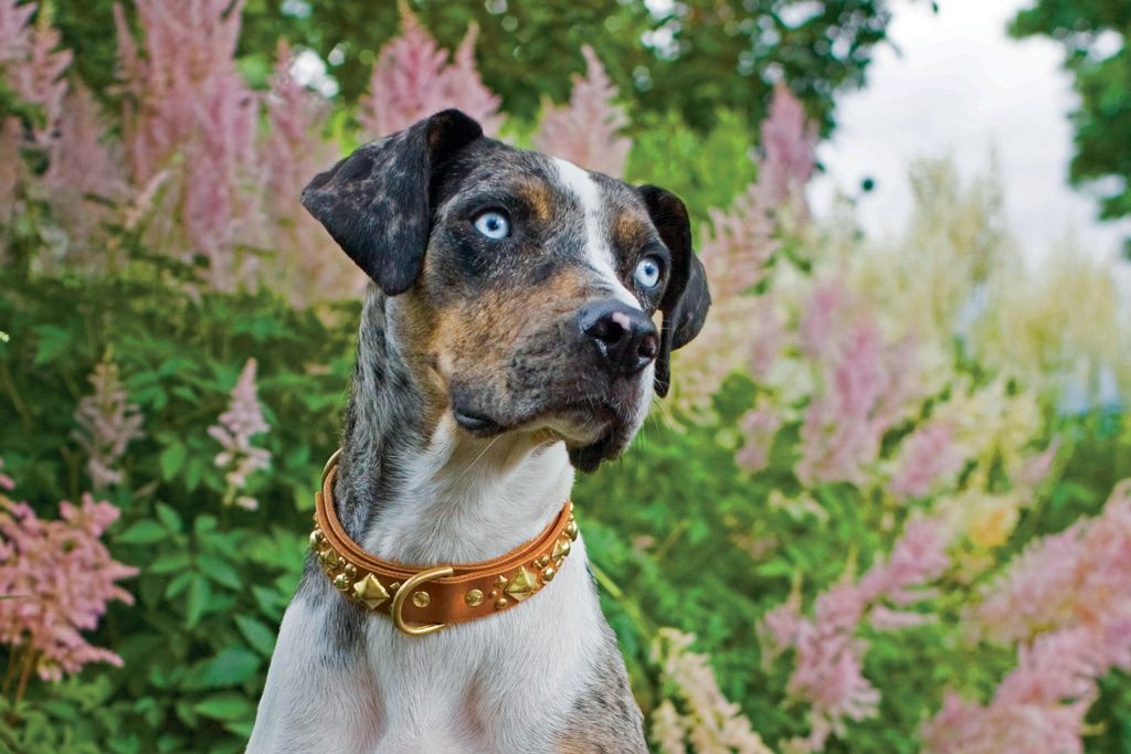 Catahoula Leopard Dog