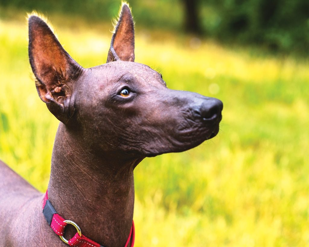 Puppy xoloitzcuintli hotsell