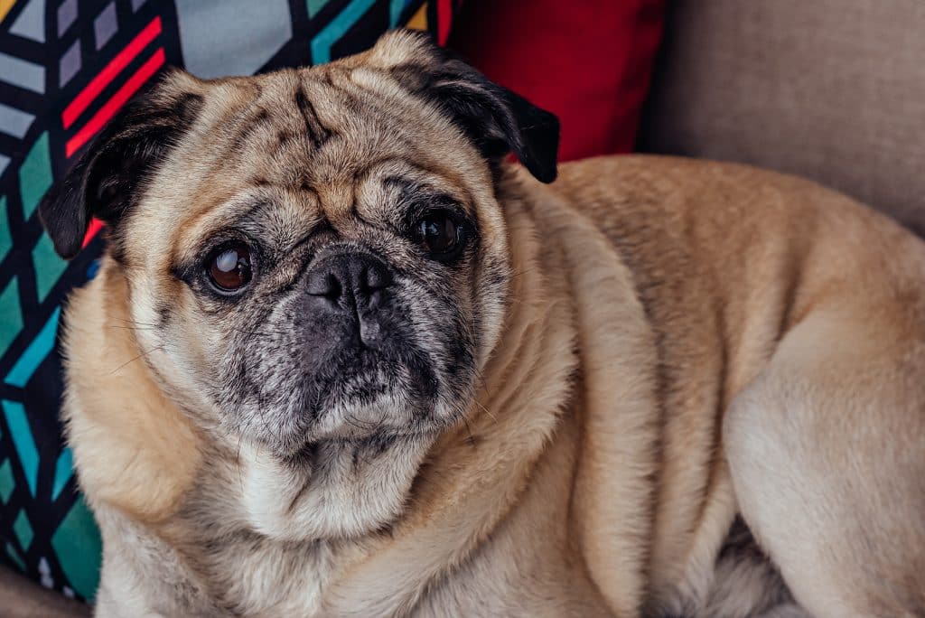 Portrait of a senior pug dog on the sofa