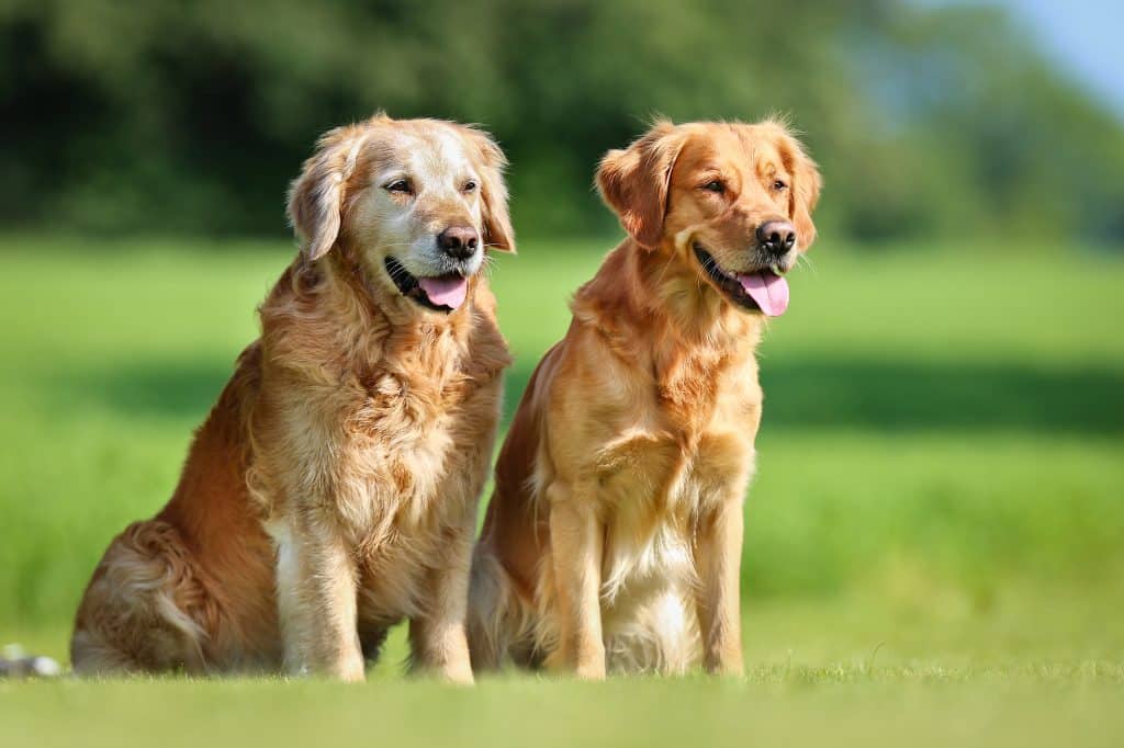 Two purebred Golden Retriever dogs outdoors on a sunny summer day.