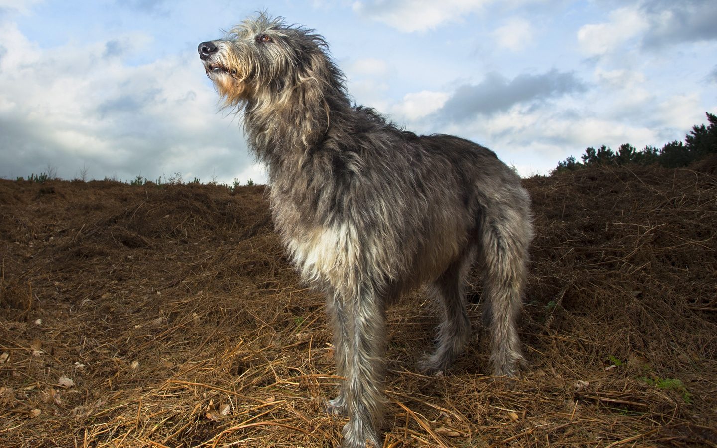 Scottish Deerhound