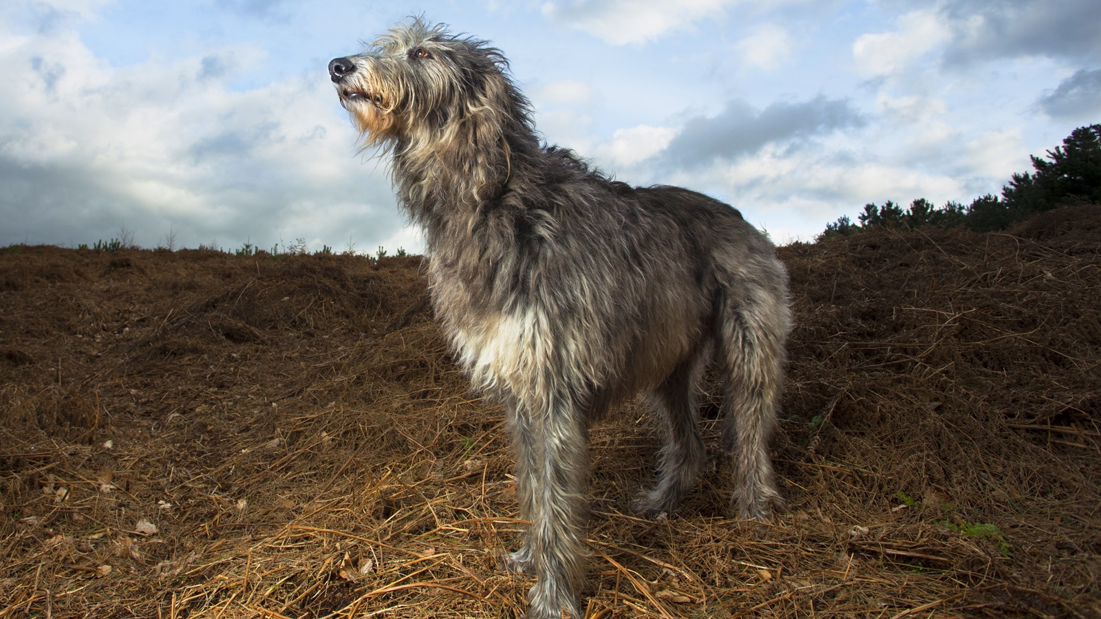 The Scottish Deerhound - Modern Dog Magazine