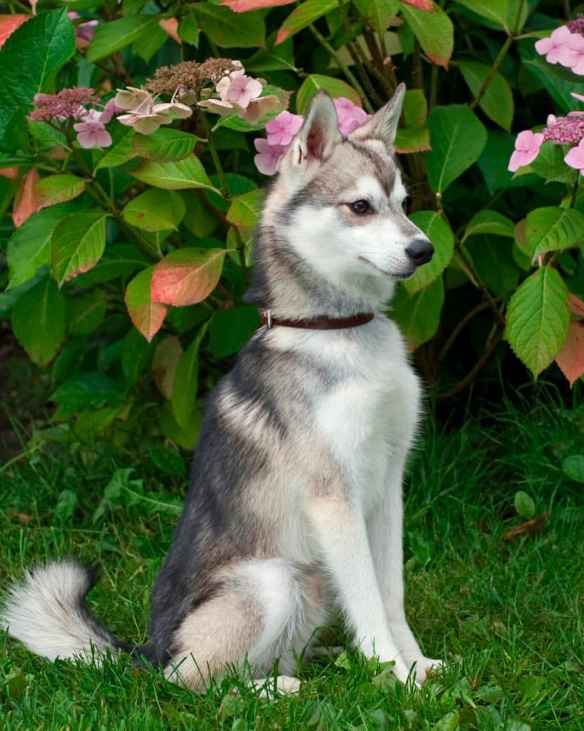 Alaskan Klee Kai Dog