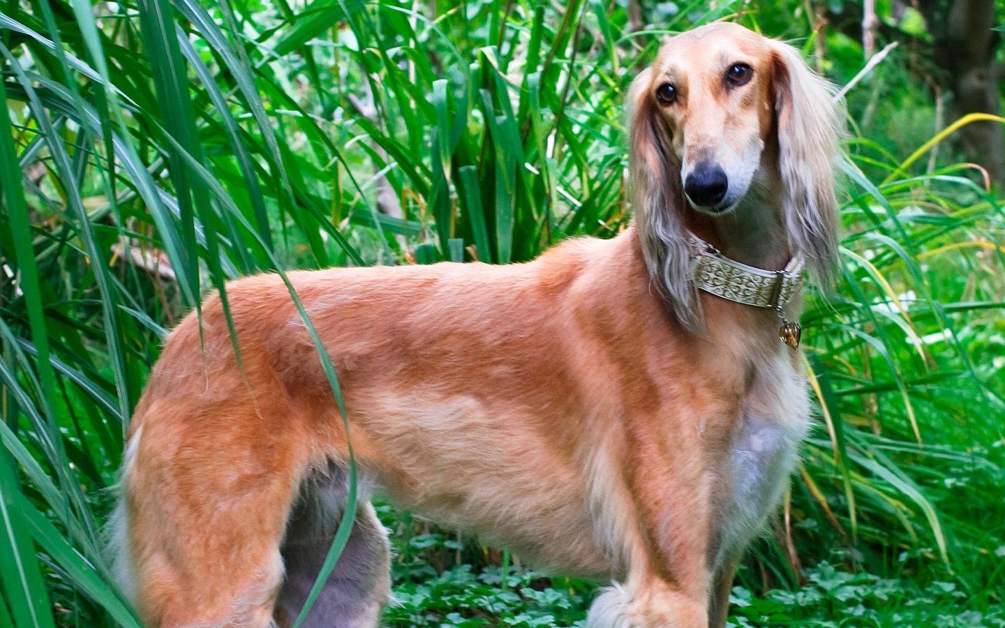 Saluki