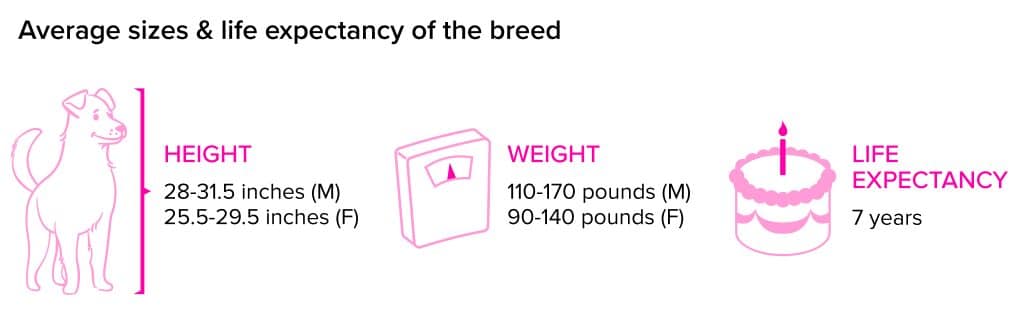 Leonberger breed statistics