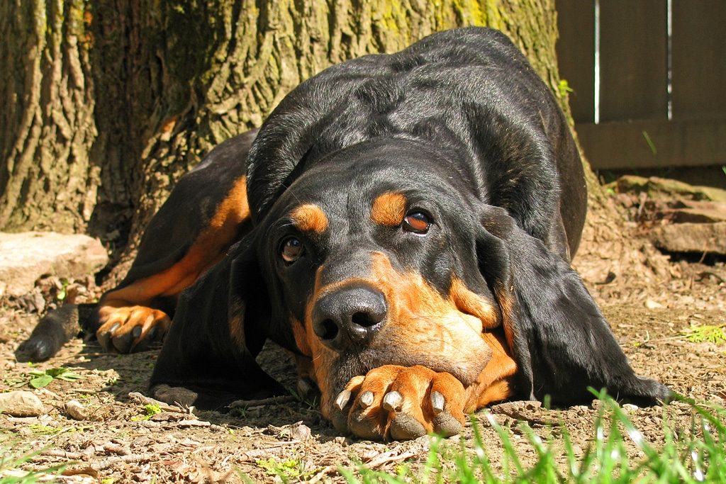 Black and Tan Coonhound