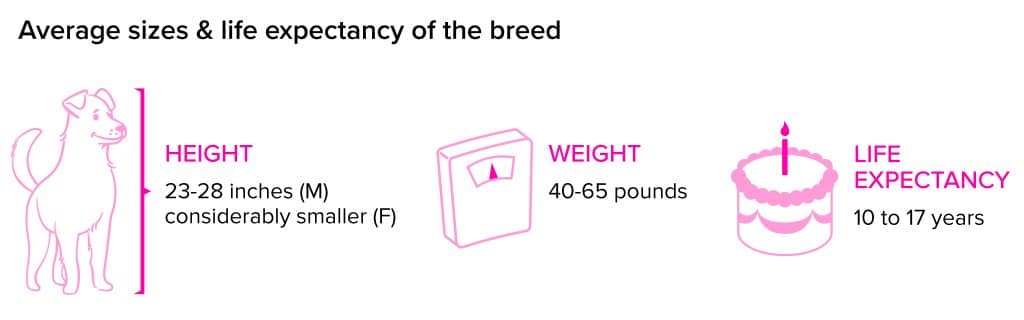 Saluki breed statistics