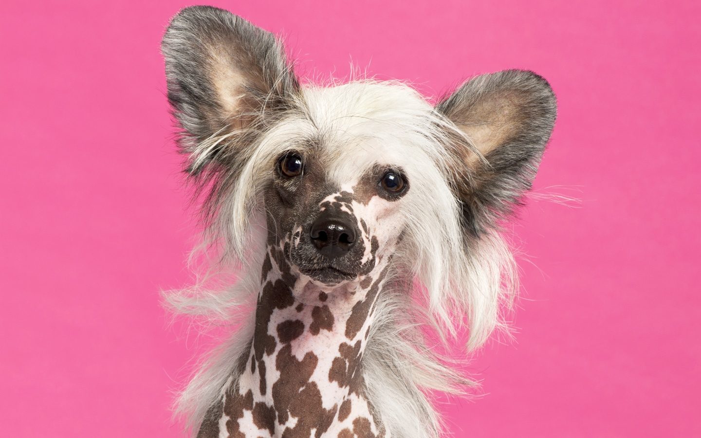 chinese crested dog