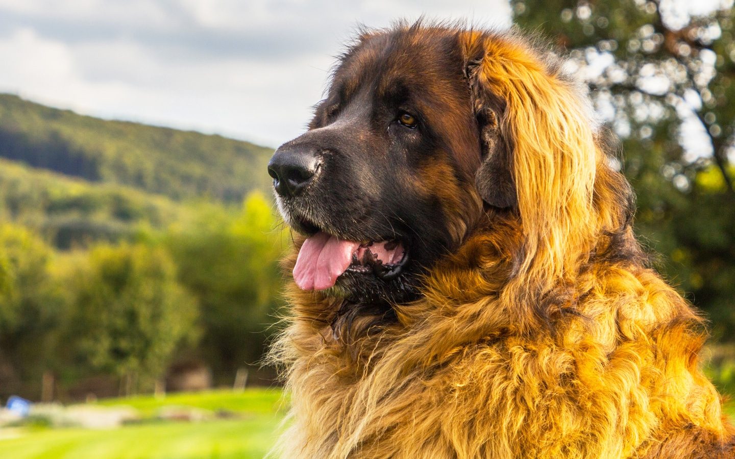 Leonberger