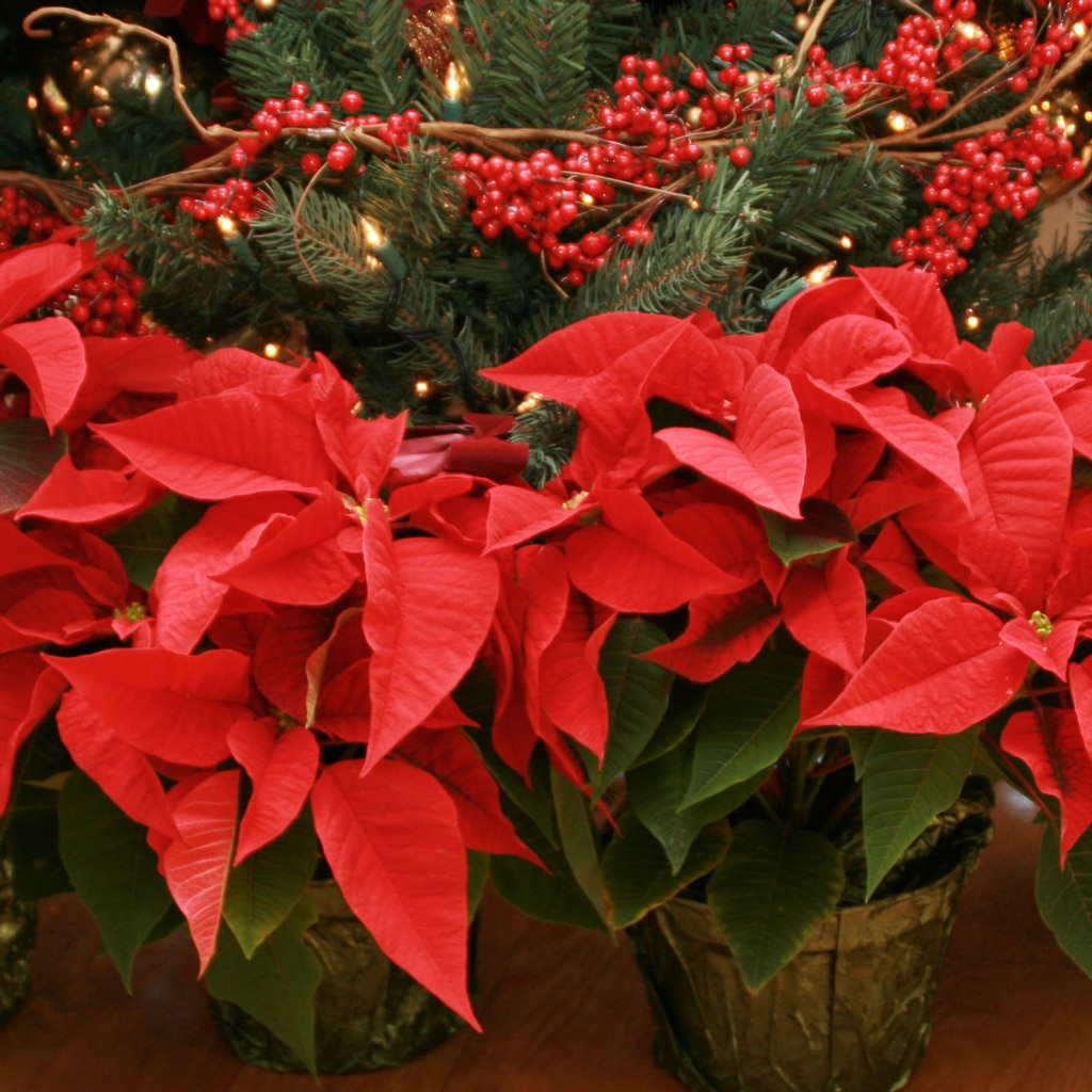 Pointsettia