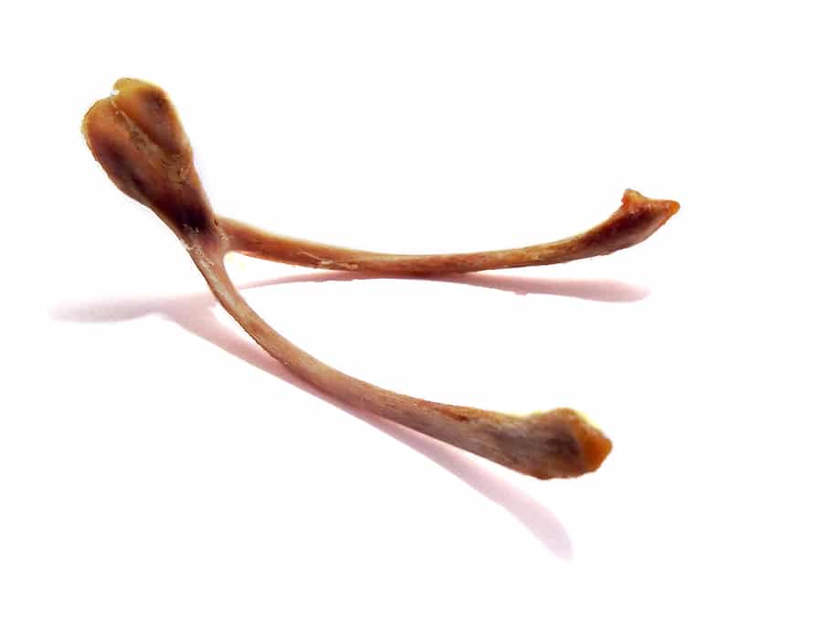 dried wishbone