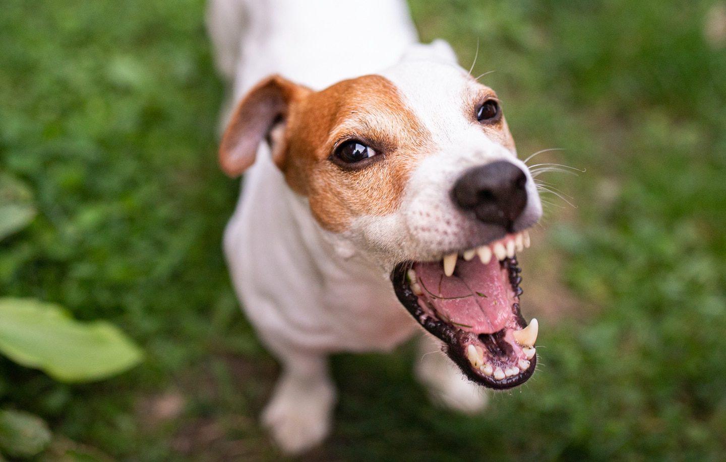 The Dog Barks At The Camera. Jack Russell Terrier. Top View.