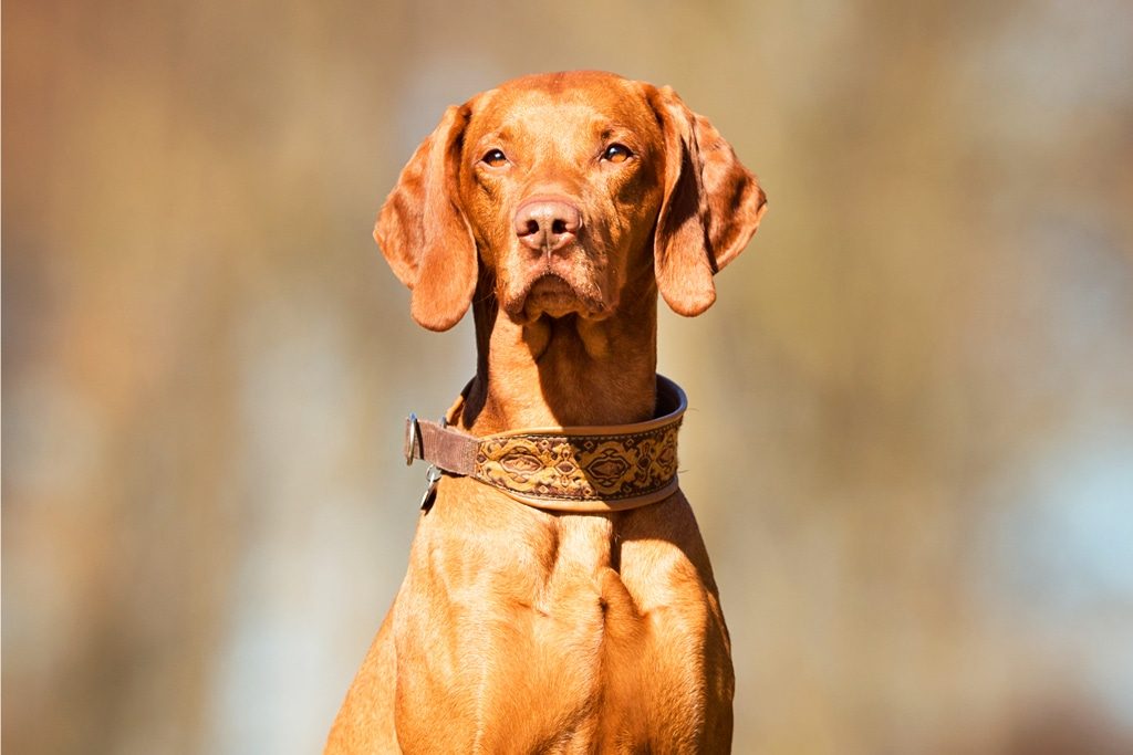 Vizsla dog