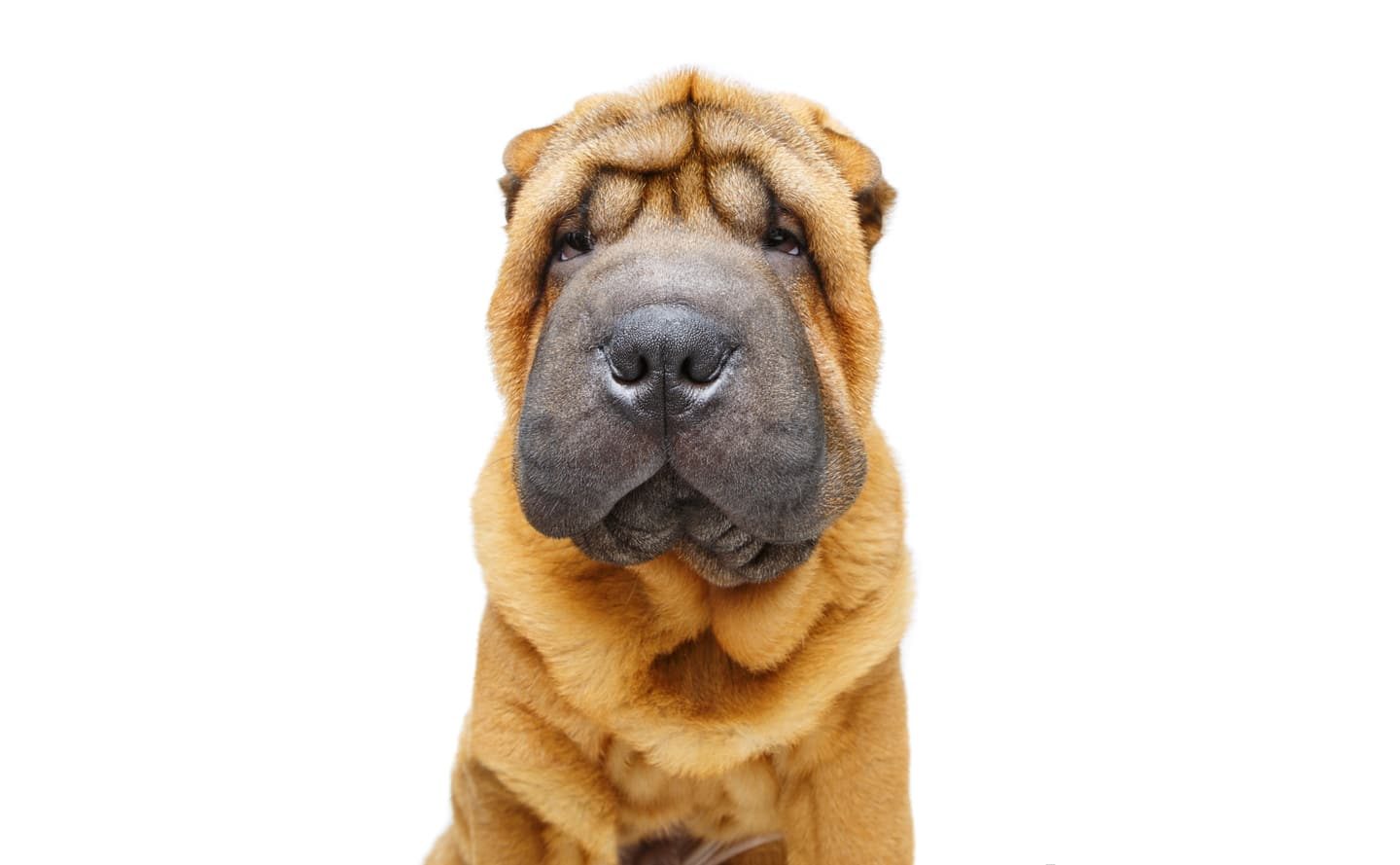 Shar-Pei dog