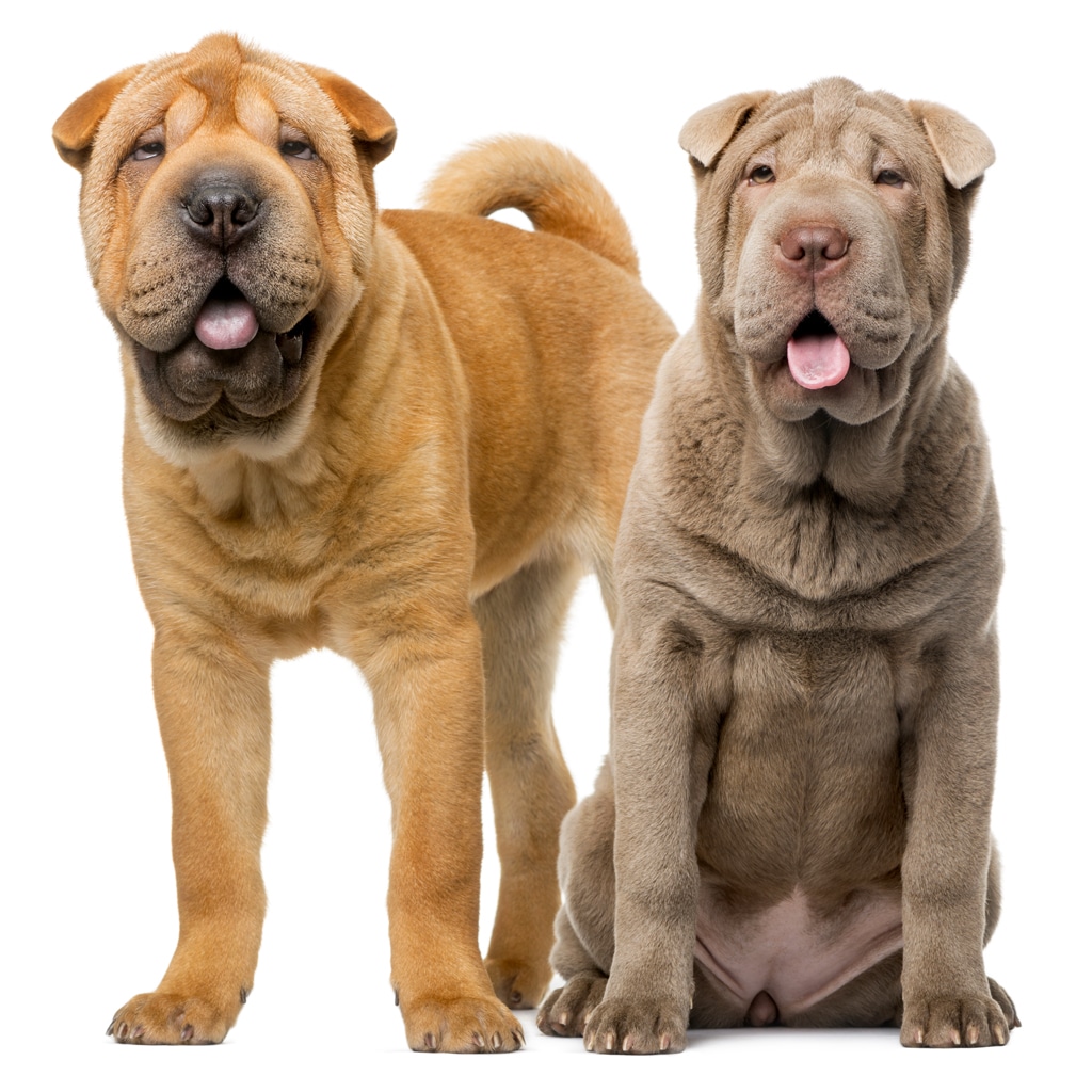 two shar-pei puppies