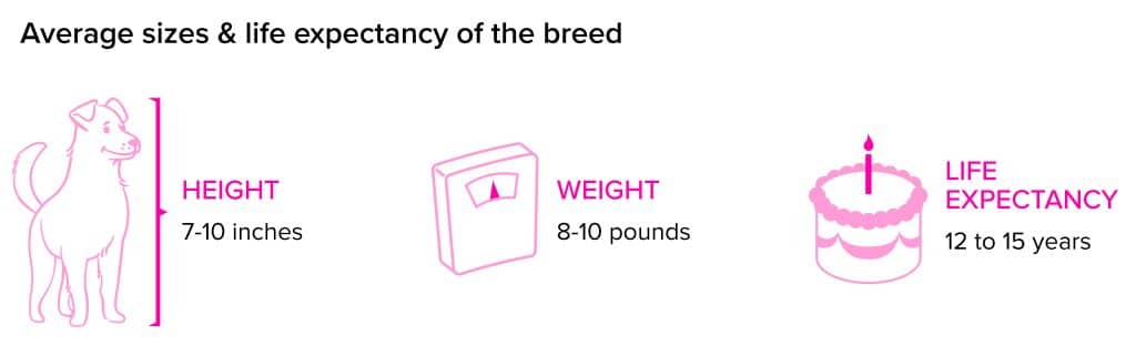 Brussels Griffon breed statistics