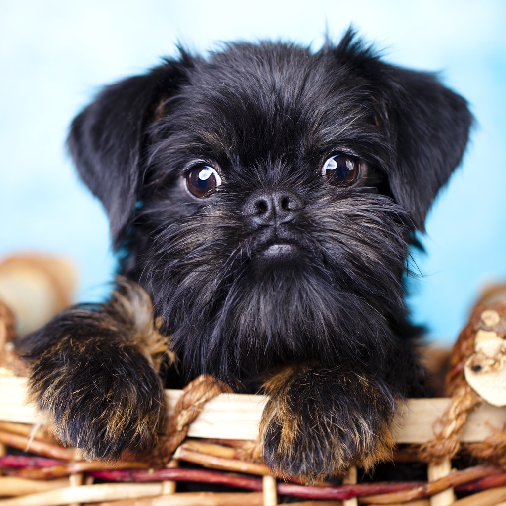 brussels griffon dog