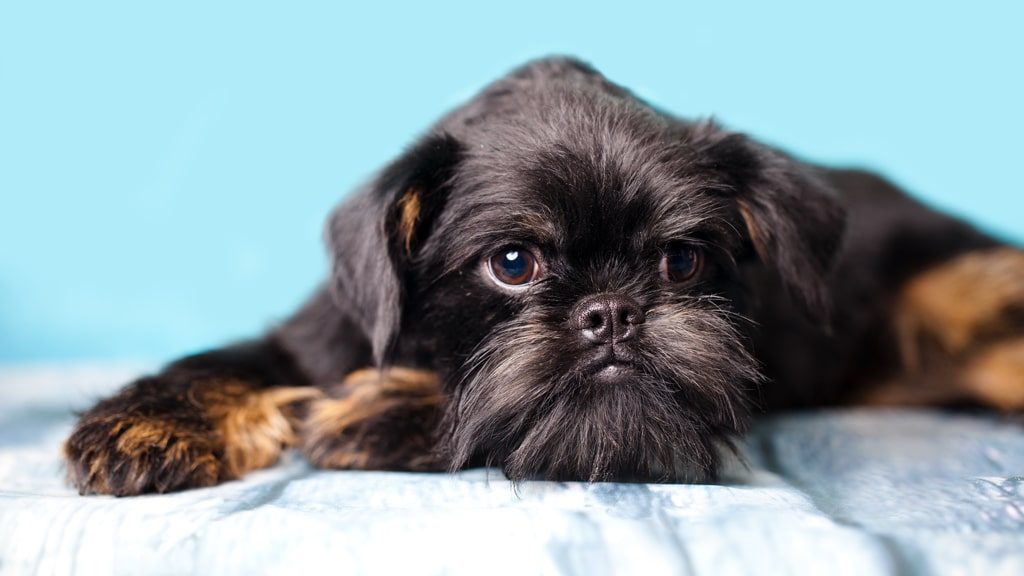 Brussels griffon dog lying down