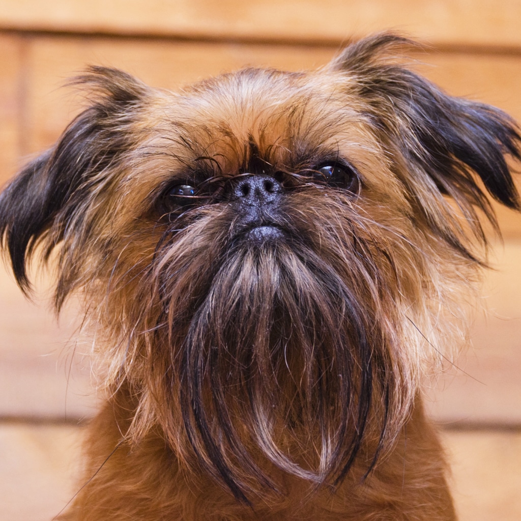 brussels griffon dog