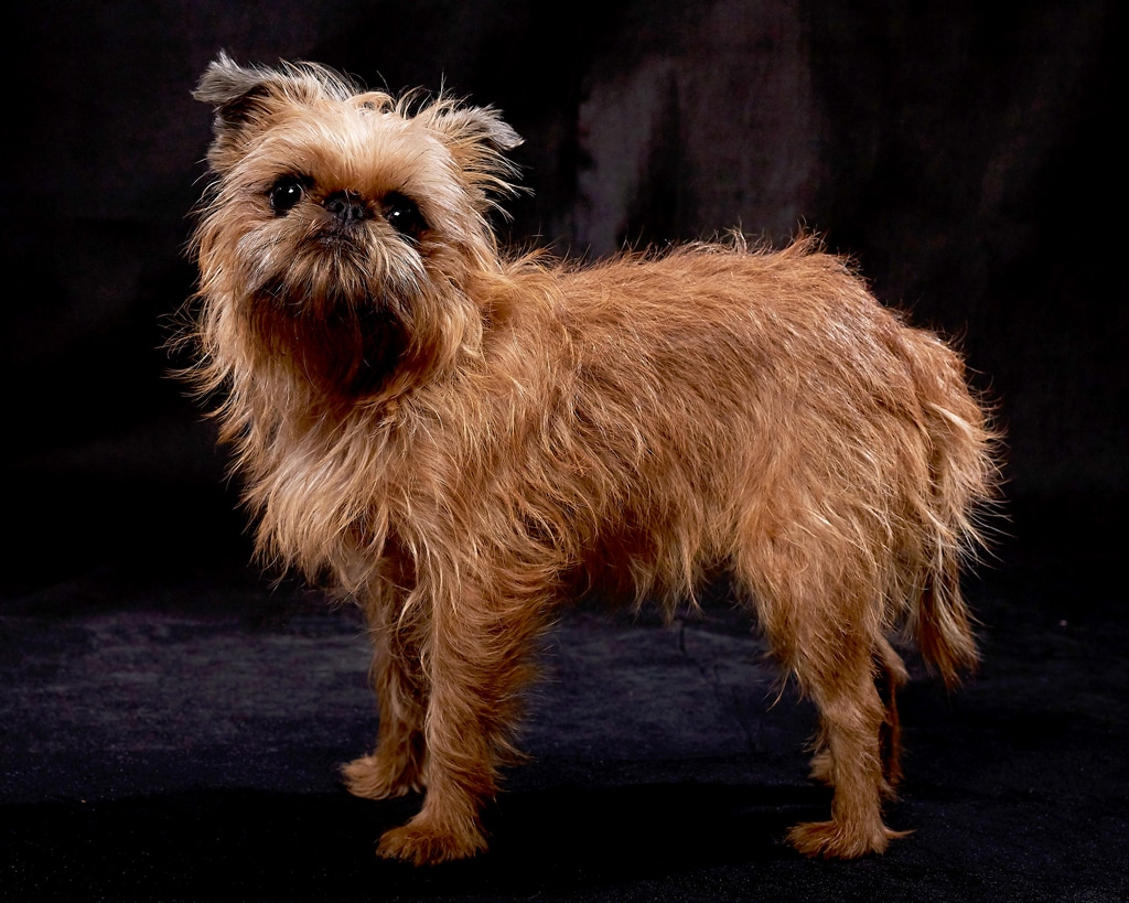 brussels griffon dog