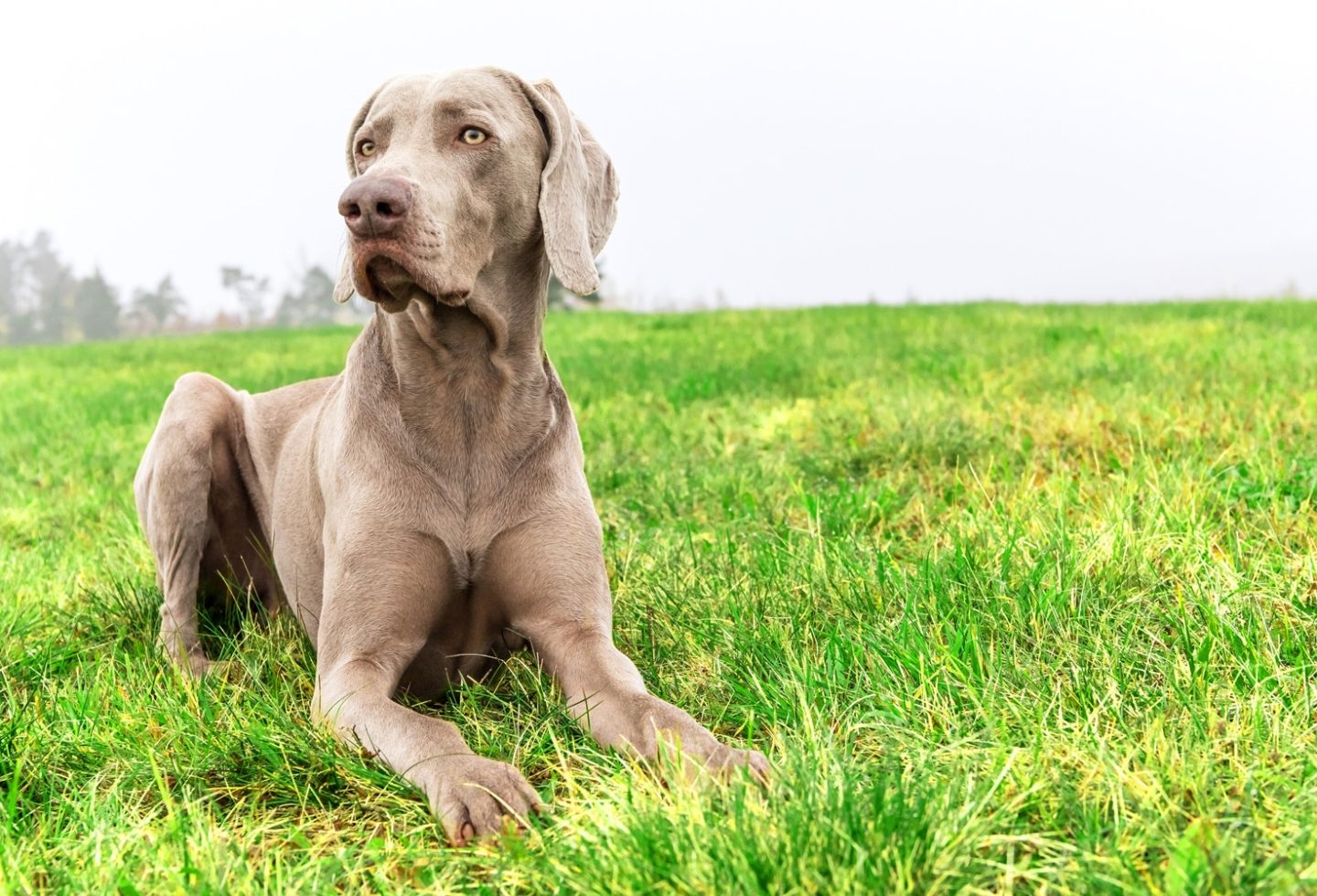 weimaraner