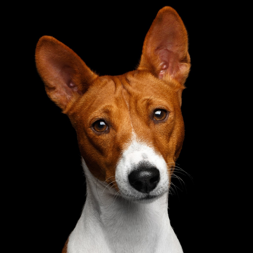 Basenji