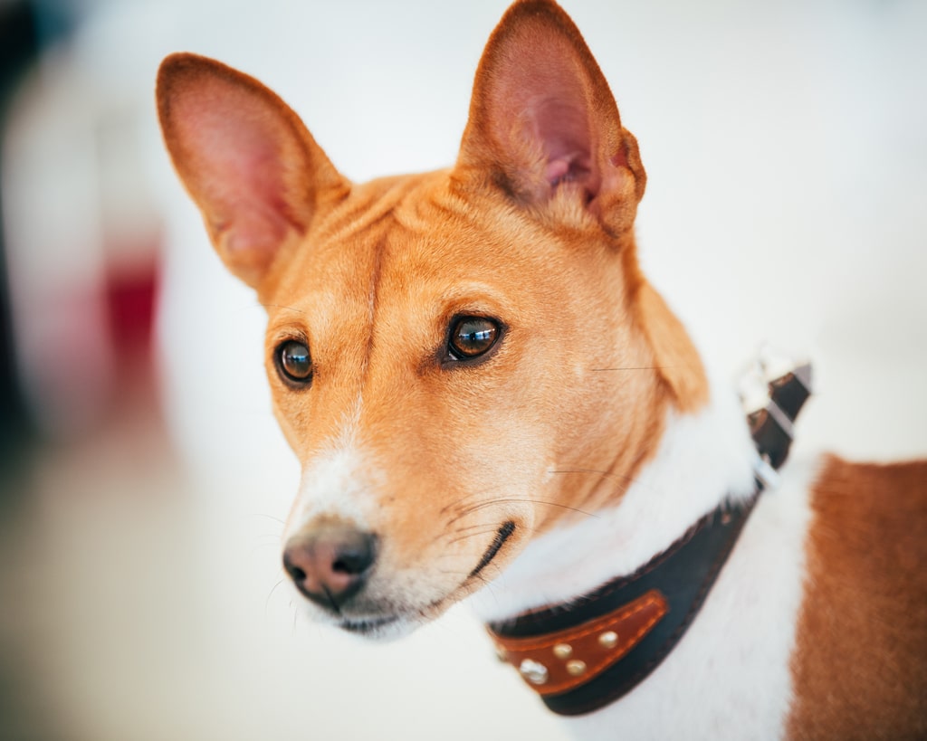 basenji