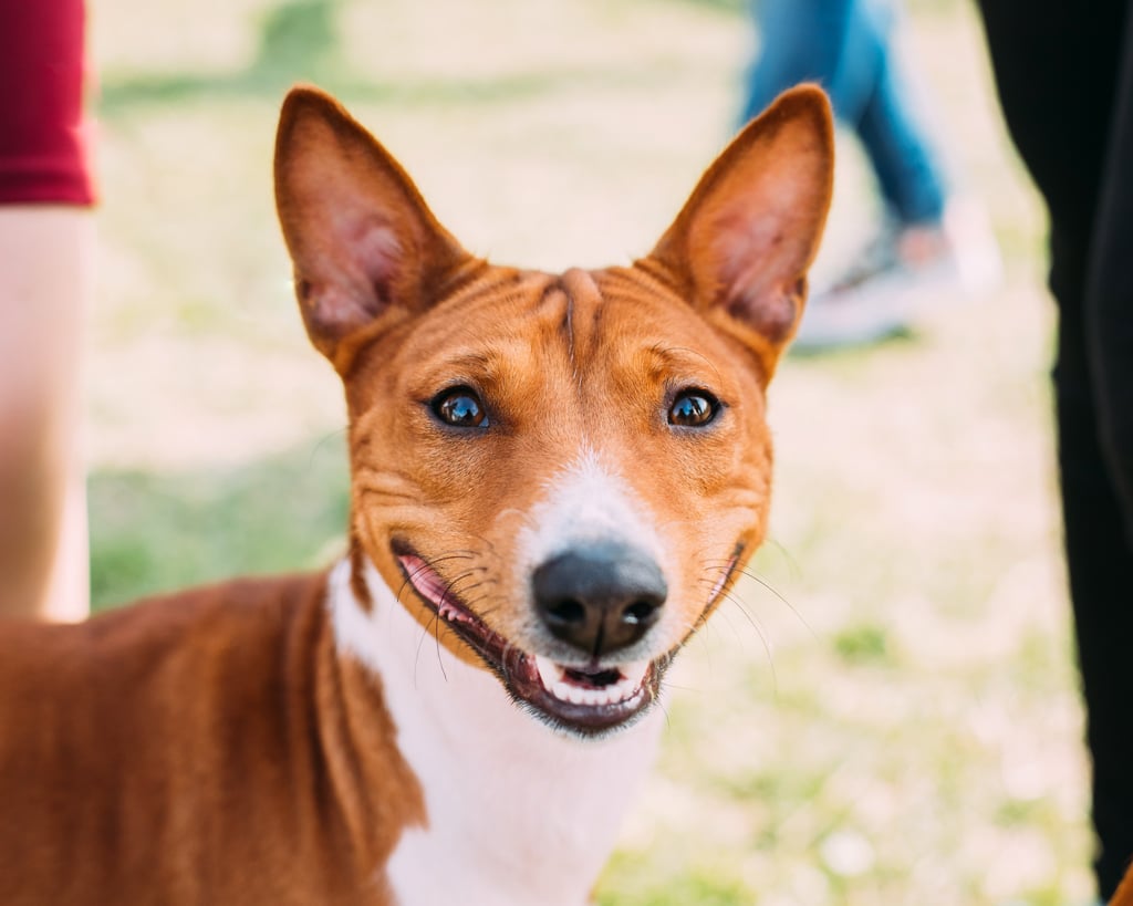 basenji