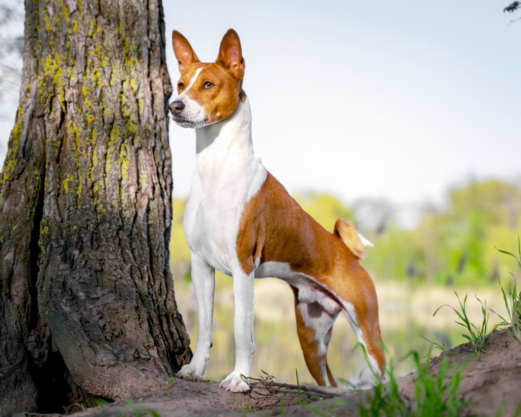 basenji